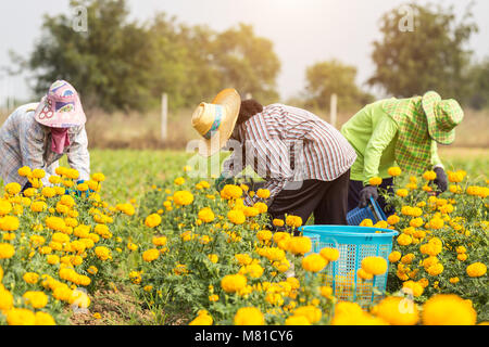 Local Thai worker or gardener keeping Marigold flower in field at northern of Thailand Stock Photo