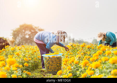 Local Thai worker or gardener keeping Marigold flower in field at northern of Thailand Stock Photo