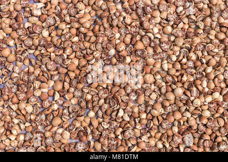 Top view betel nut or areca nut drying on the floor in the sun Stock Photo