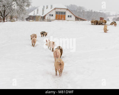 Pigs in the snow 19 Stock Photo