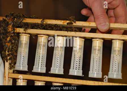 Queen rearing 7 Stock Photo - Alamy