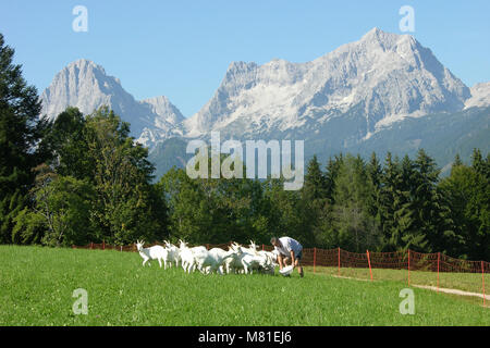 Saanen goats 42 Stock Photo