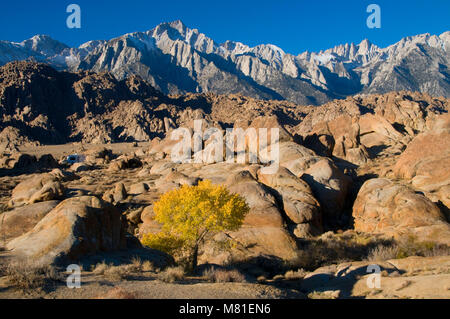 Alabama Hills to Lone Pine Peak and Mt Whitney, Alabama Hills Recreation Area, Bishop District Bureau of Land Management, California Stock Photo