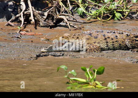 Wild American Crococdile (Crocodylus acutus) basking on the river bank of the Rio Sierpe in southern Costa Rica Stock Photo