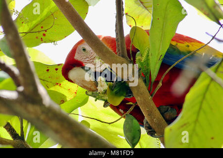Wild Scarlet Macaw (Ara macao) eating almonds in a tree in Sierpe in Southern Costa Rica. Stock Photo