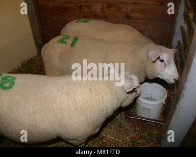 Texel ram 2 Stock Photo