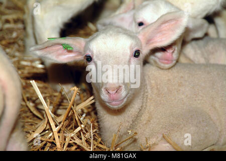 young lambs 28 Stock Photo