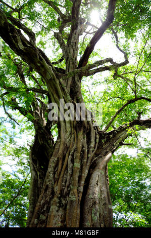 One of many Banyon trees on Playa Panama in Guanacaste, Costa Rica. Stock Photo