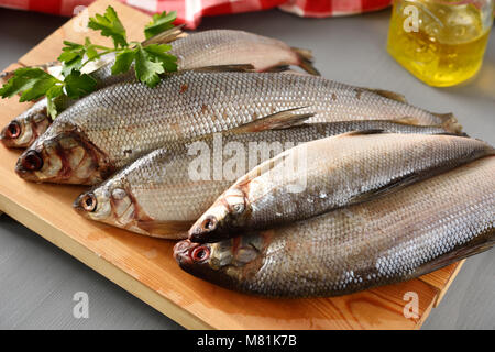 Arctic cisco hi-res stock photography and images - Alamy