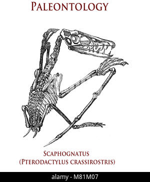 vintage paleontology  illustration of prehistoric scaphognatus pterosaur that lived in Germany in late Jurassic Stock Photo