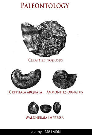 vintage paleontology  illustration of fossilized shells: ceratites nodosus, gryphaea arquata, ammonites ornatus and waldheimia impressa Stock Photo