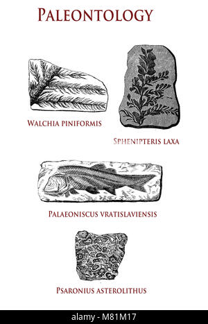 vintage paleontology  illustration of fossilized plants and animals: walchia piniformis, sphenipterix laxa, palaeoniscus vratislaviensis and pasaronius asterolithus Stock Photo
