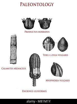 vintage illustration of paleontology fossilized plant and shells: productus horridus, calamites arenaceus, terebratula vulgaris, myophoria vulgaris and encrinus liliiformis Stock Photo