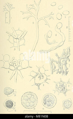 Bulletin trimestriel de la Société mycologique de France (1924-1999.) (20504496585) Stock Photo