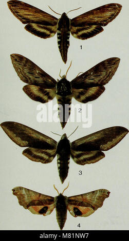 Labrador Native Insects 'Butterflies and Moths of Newfoundland and Labrador' (1980) catalogs ...