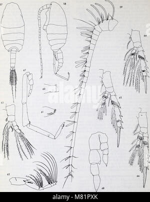 Calanoid copepods of the genera Spinocalanus and Mimocalanus from the central Arctic Ocean, with a review of the Spinocalanidae - David M. Damkaer (1975) (19891232593) Stock Photo