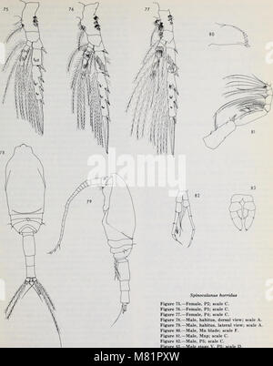Calanoid copepods of the genera Spinocalanus and Mimocalanus from the central Arctic Ocean, with a review of the Spinocalanidae - David M. Damkaer (1975) (20325453829) Stock Photo