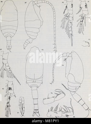 Calanoid copepods of the genera Spinocalanus and Mimocalanus from the central Arctic Ocean, with a review of the Spinocalanidae - David M. Damkaer (1975) (20503317782) Stock Photo