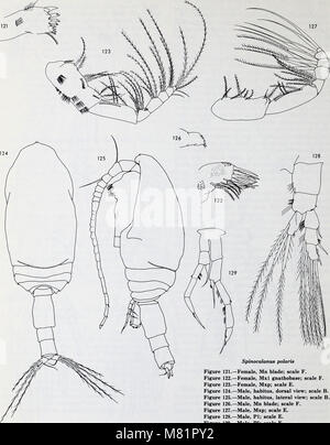 Calanoid copepods of the genera Spinocalanus and Mimocalanus from the central Arctic Ocean, with a review of the Spinocalanidae - David M. Damkaer (1975) (20503332202) Stock Photo