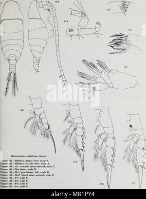Calanoid copepods of the genera Spinocalanus and Mimocalanus from the central Arctic Ocean, with a review of the Spinocalanidae - David M. Damkaer (1975) (20503422682) Stock Photo