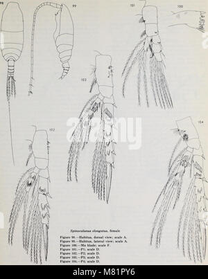 Calanoid copepods of the genera Spinocalanus and Mimocalanus from the central Arctic Ocean, with a review of the Spinocalanidae - David M. Damkaer (1975) (20518519291) Stock Photo