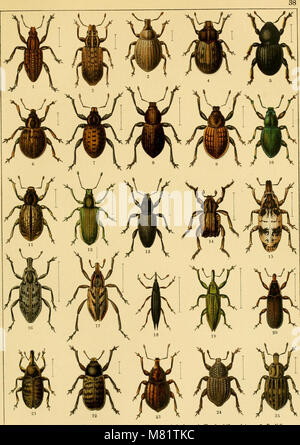 Calwers Käferbuch; einfürhrung in die kenntnis der käfer Europas (1916) (20327710250) Stock Photo
