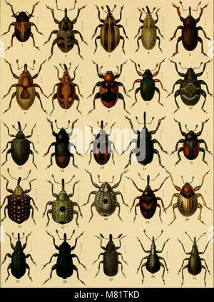 Calwers Käferbuch; einfürhrung in die kenntnis der käfer Europas (1916) (20327740060) Stock Photo
