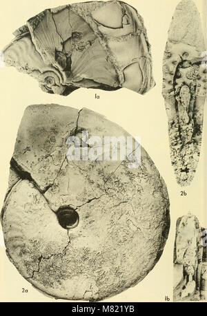 The 1964 edition of the 'Bulletins of American Paleontology' covers ...