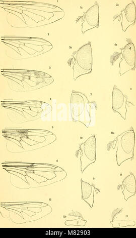 Bulletin - United States National Museum (1886) (19884109213) Stock Photo