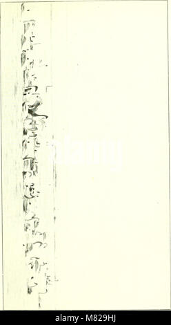 Bulletin - United States National Museum (1925) (20506302795) Stock Photo