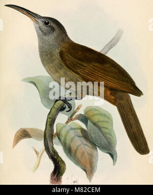 Catalogue of the Birds in the British Museum (1884 - 1884) (19955661004) Stock Photo
