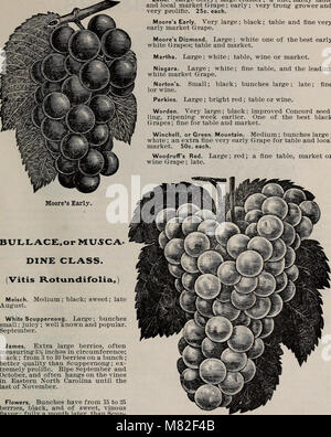 Catalogue, J. Van Lindley Nursery Co. - fruit, shade and ornamental trees (1902) (20378885818)