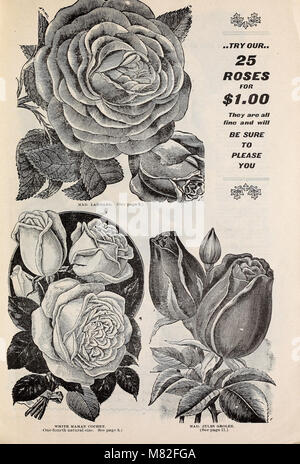 Catalogue - useful greenhouse and bedding plants (1902) (20377151098) Stock Photo