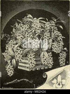 Catalogue of orchids - orchids, palms and choice hothouse and greenhouse plants (1891) (20557139666) Stock Photo