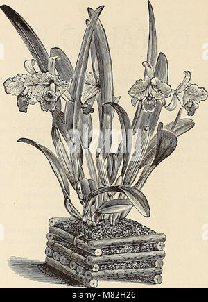 Catalogue of orchids - orchids, palms and choice hothouse and greenhouse plants (1891) (20574385982) Stock Photo