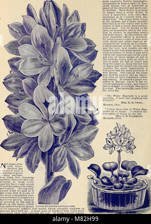 Catalogue of rare Florida flowers and fruits (1892) (19961189064) Stock Photo