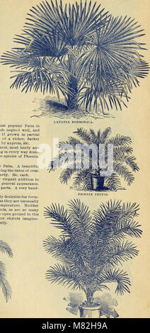Catalogue of rare Florida flowers and fruits - season of 1893 (1893) (19963025053) Stock Photo