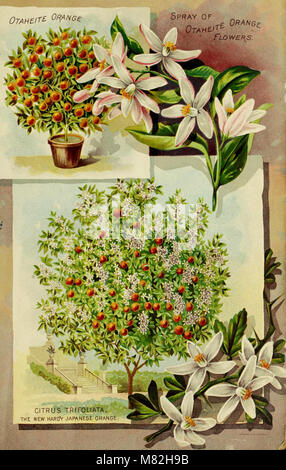 Catalogue of rare Florida flowers and fruits - season of 1893 (1893) (20590356101) Stock Photo
