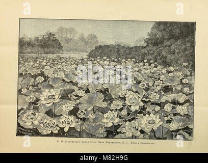 Catalogue of rare water lilies and other choice aquatic plants with careful directions for their culture (1892) (20574723332) Stock Photo