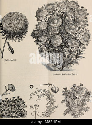 Catalogue of seeds and plants for spring 1894 (1894) (20590743691) Stock Photo