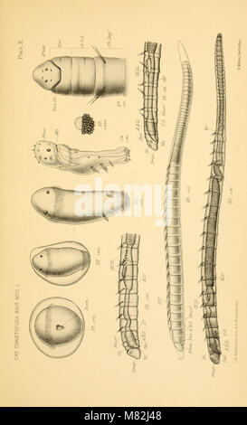 Catalogue of the Chaetopoda in the British Museum (Natural History) (1912) (20390931938) Stock Photo