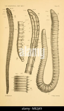 Catalogue of the Chaetopoda in the British Museum (Natural History) (1912) (20569953202) Stock Photo