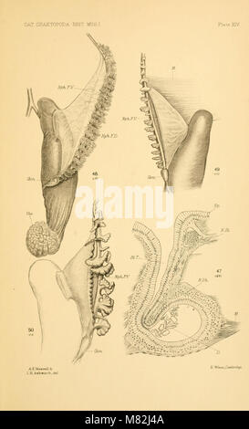 Catalogue of the Chaetopoda in the British Museum (Natural History) (1912) (20578920555) Stock Photo