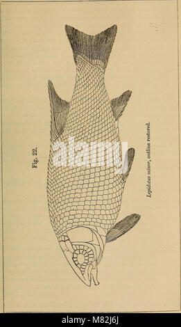 Fish Interoperculum . Catalogue of the fossil fishes in the British Museum (Natural History ...