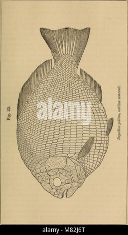 Fish Interoperculum . Catalogue of the fossil fishes in the British Museum (Natural History ...