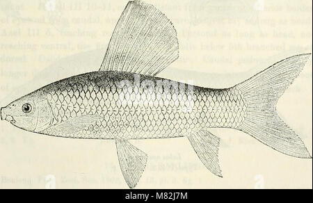 Catalogue of the fresh-water fishes of Africa in the British Museum (Natural History) (1909) (14777411492) Stock Photo