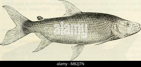 Catalogue of the fresh-water fishes of Africa in the British Museum (Natural History) (1909) (14777573375) Stock Photo