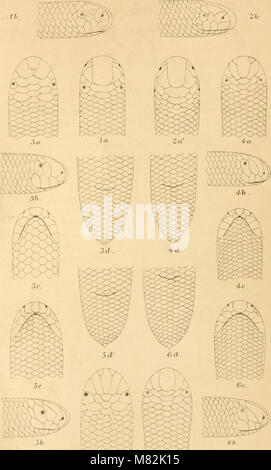 Catalogue of the snakes in the British Museum (Natural History) (1893) (14780382834) Stock Photo