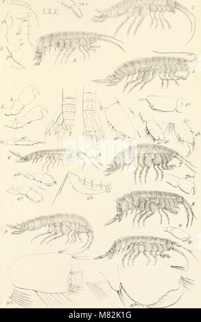 Catalogue of the specimens of amphipodous Crustacea in the collection of the British Museum by C. Spence Bate (1862) (19957016293)