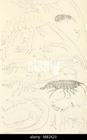 Catalogue of the specimens of amphipodous Crustacea in the collection of the British Museum by C. Spence Bate (1862) (20391228449)